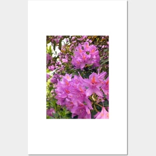 Pink Rhododendron Blossom Posters and Art